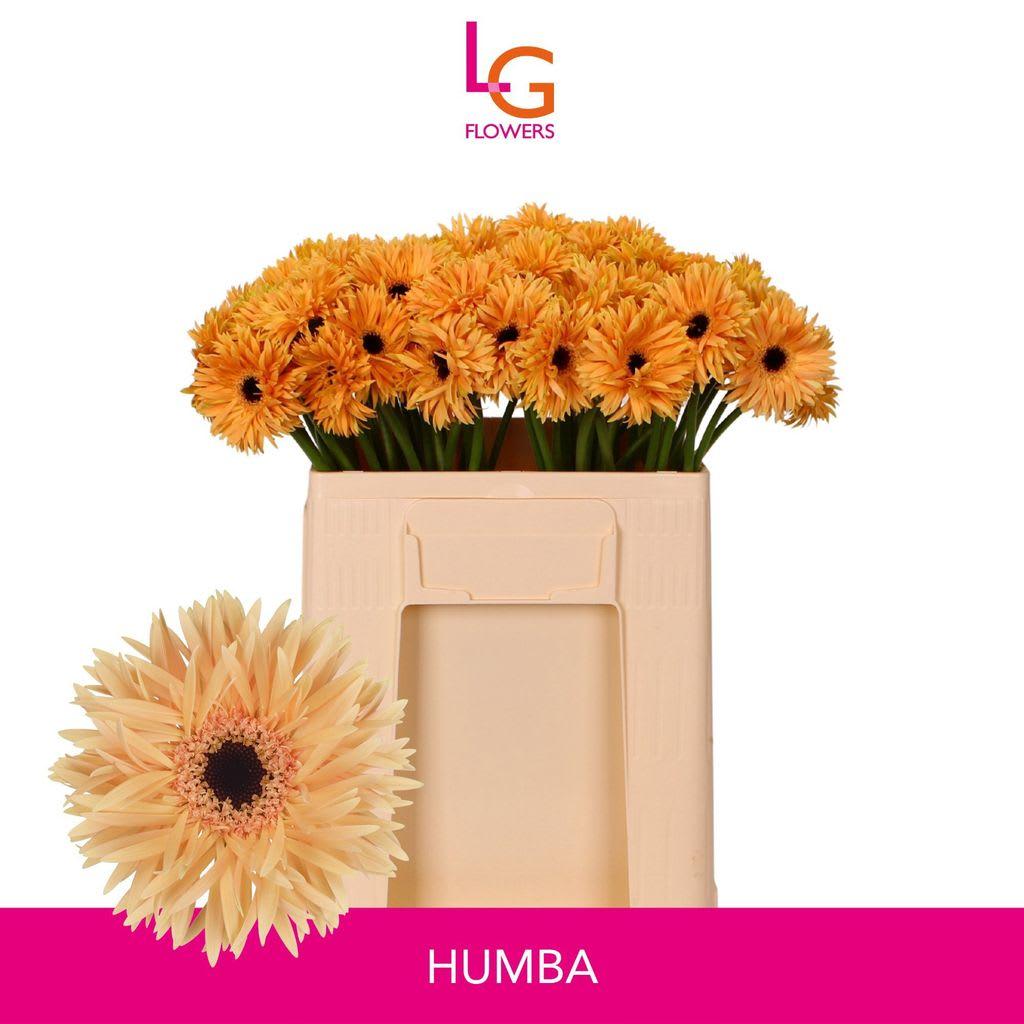 Срезанные цветы оптом Germini punki humba от 80шт из Голландии с доставкой по России