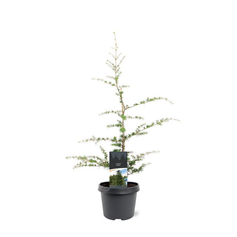 Горшечные цветы и растения оптом Cedrus Libani от 1шт из Голландии с доставкой по России