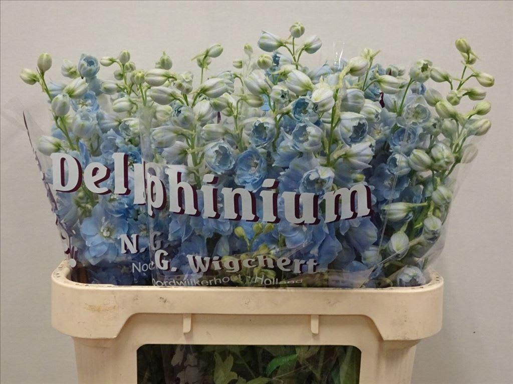 Срезанные цветы оптом Delphinium el dewi boy от 50шт из Голландии с доставкой по России