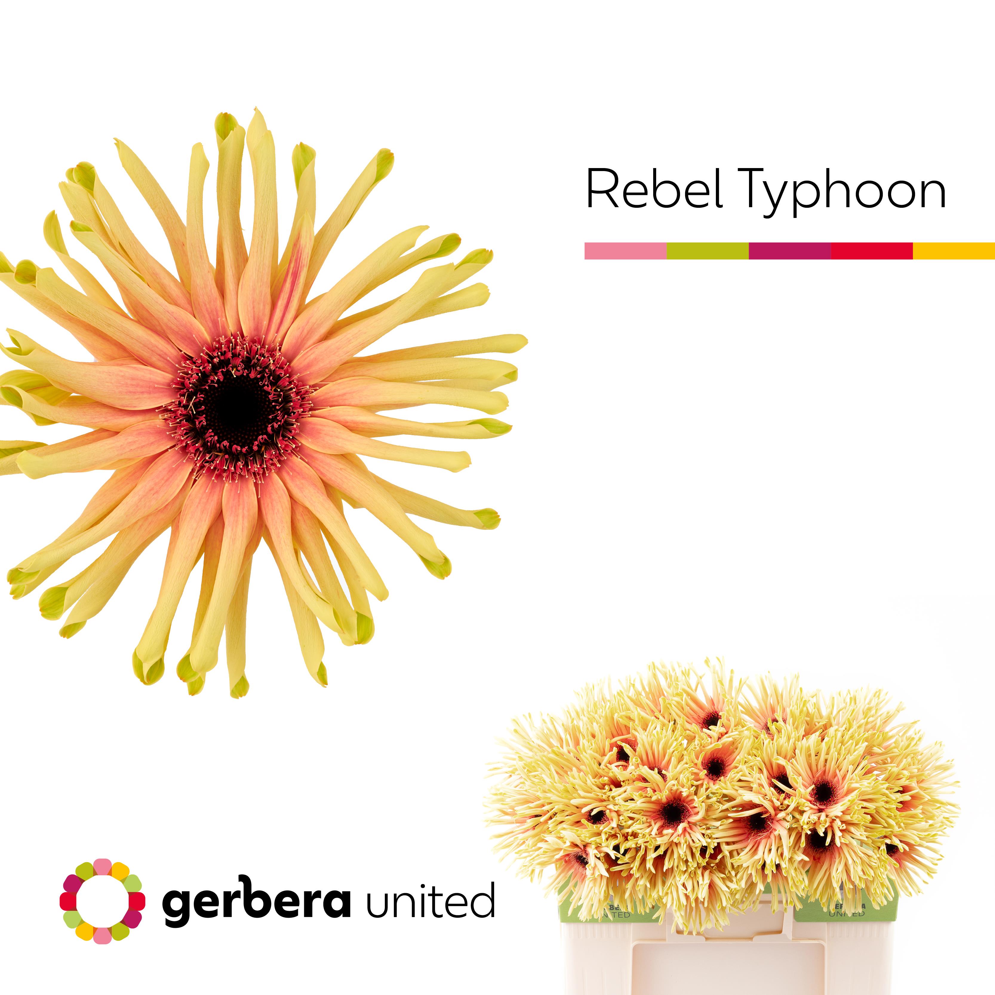 Срезанные цветы оптом Gerbera rebel typhoon от 40шт. из Голландии с доставкой по России