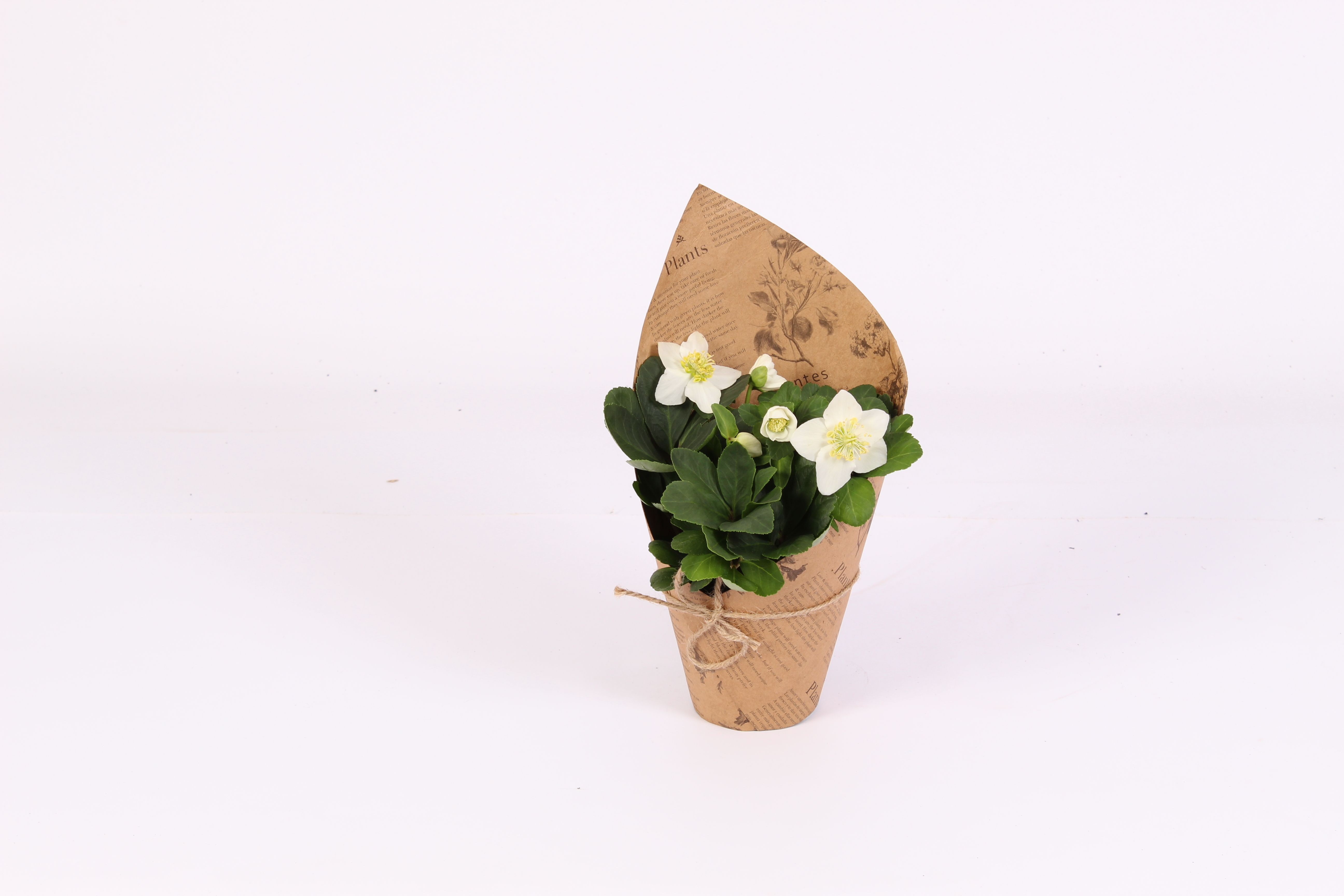 Горшечные цветы и растения оптом Helleborus N. Christmas Carol In Pot Botanic Vibes от 8шт (для телеги) из Голландии с доставкой по России