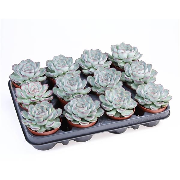 Горшечные цветы и растения оптом Echeveria Pelucida от 12шт (для телеги) из Голландии с доставкой по России