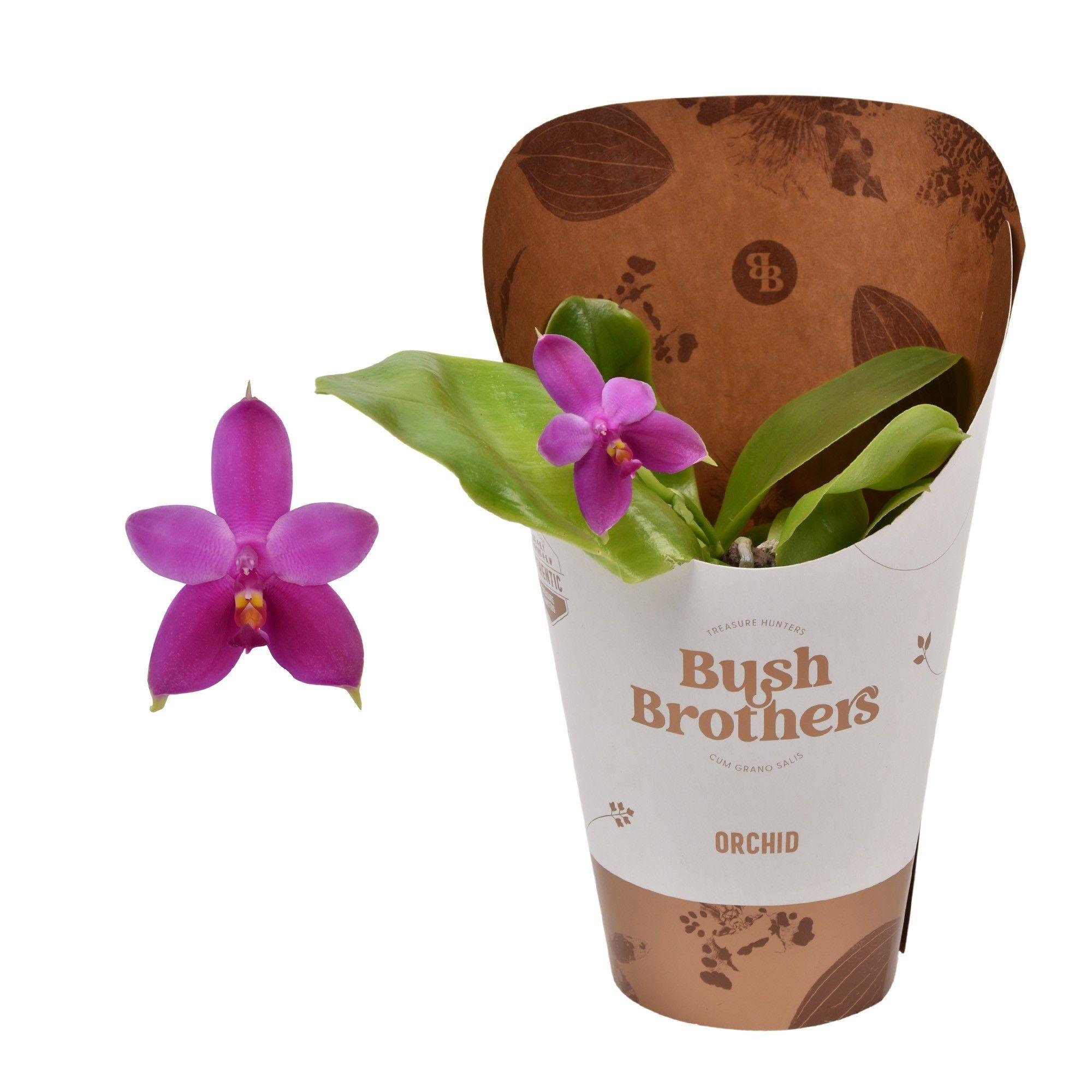 Горшечные цветы и растения оптом Phal 1st Fragrant Violacea Potcover от 6шт из Голландии с доставкой по России