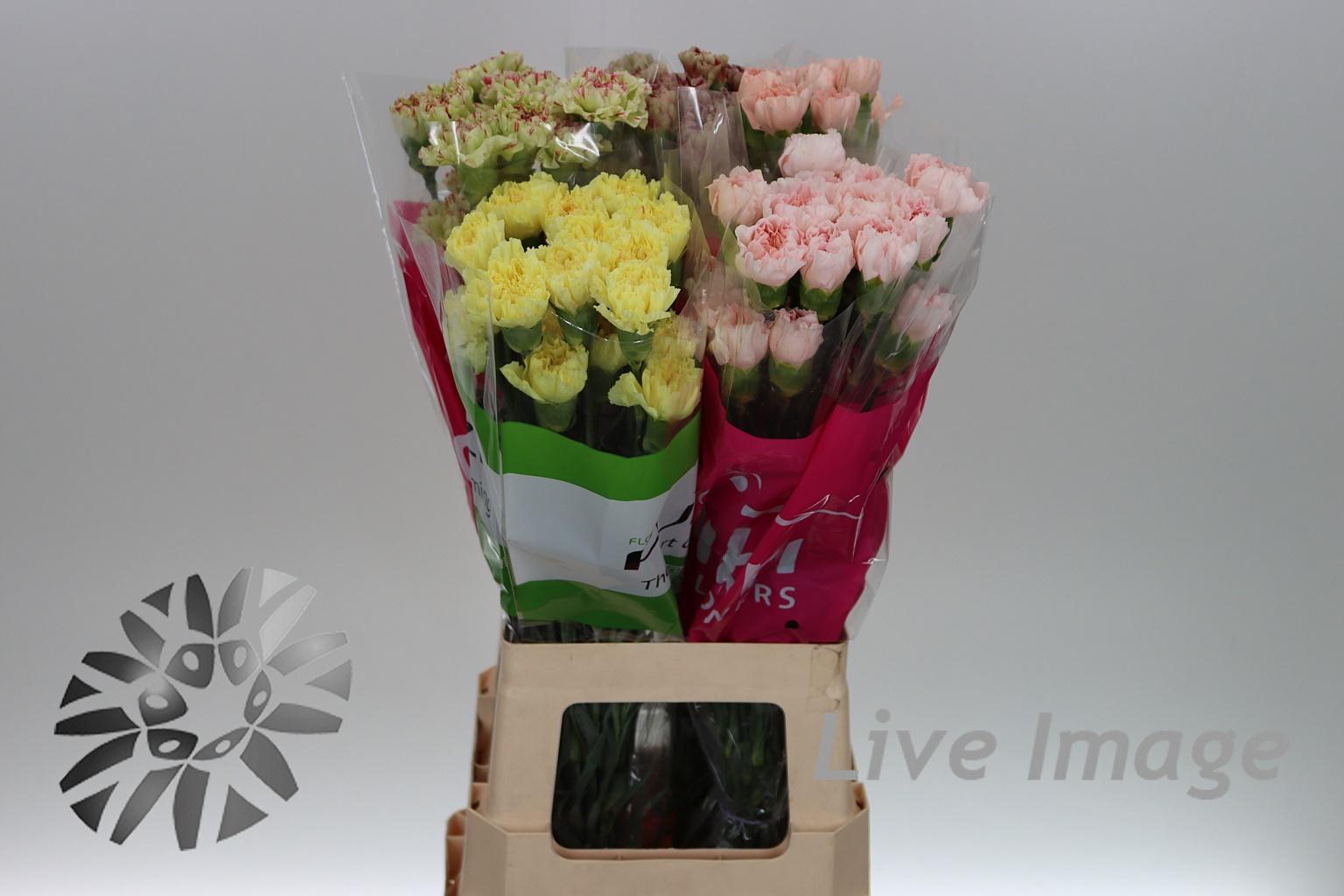 Срезанные цветы оптом Dianthus st mix in bucket от 100шт из Голландии с доставкой по России