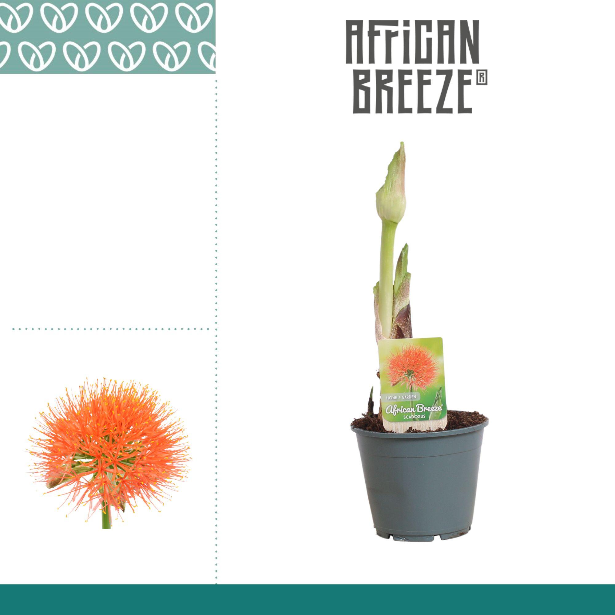 Горшечные цветы и растения оптом Scadoxus Multiflorus от 7шт из Голландии с доставкой по России