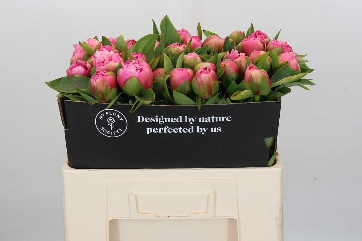 Срезанные цветы оптом Paeonia early flamingo от 40шт из Голландии с доставкой по России