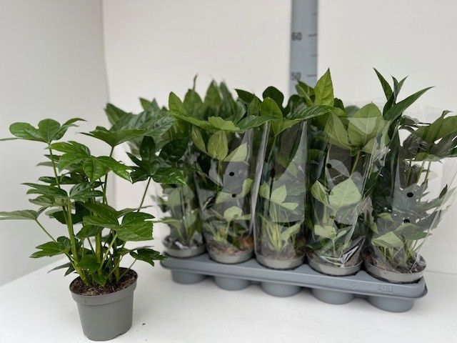Горшечные цветы и растения оптом Fatsia Ov от 10шт из Голландии с доставкой по России