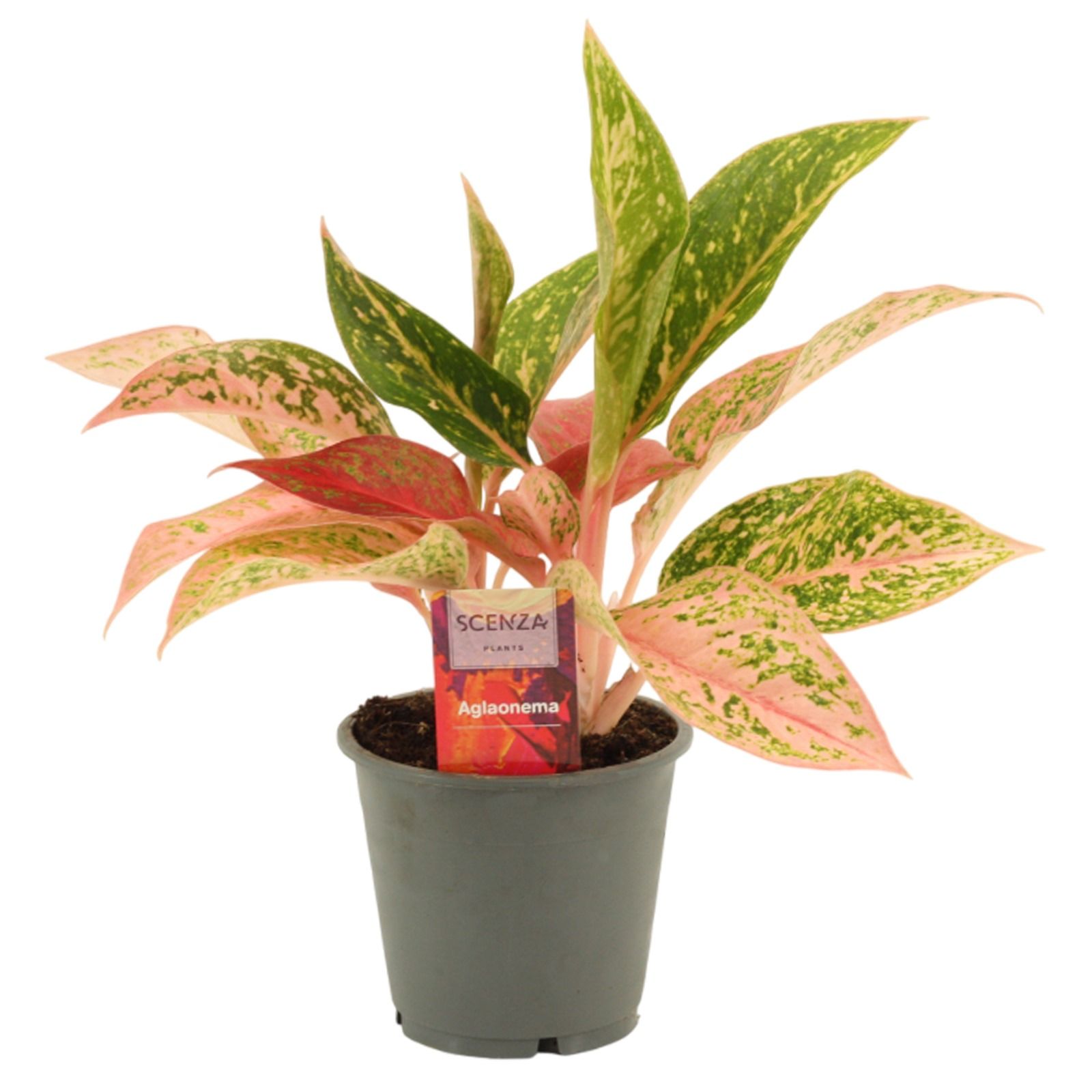 Горшечные цветы и растения оптом Aglaonema Prestige от 10шт из Голландии с доставкой по России