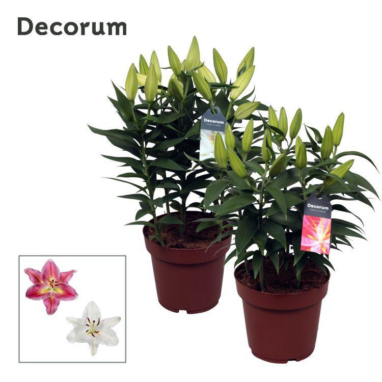 Горшечные цветы и растения оптом Lilium Or Compact Mix 5pp (decorum) от 5шт из Голландии с доставкой по России