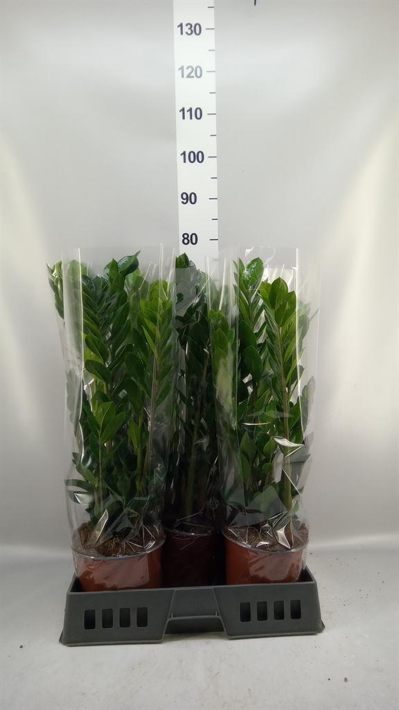Горшечные цветы и растения оптом Zamioculcas Zamiifolia от 5шт из Голландии с доставкой по России