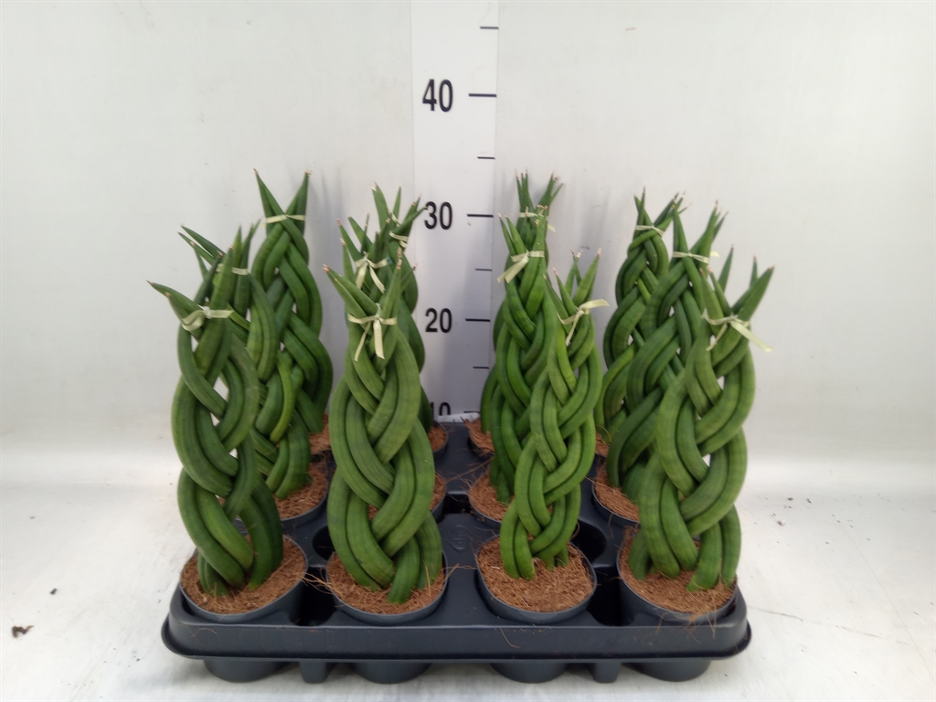 Горшечные цветы и растения оптом Sansevieria Cyl.  ... от 12шт (для телеги) из Голландии с доставкой по России
