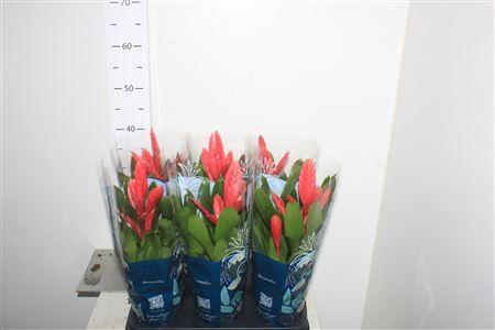 Горшечные цветы и растения оптом Vries Intenso Pink от 6шт из Голландии с доставкой по России