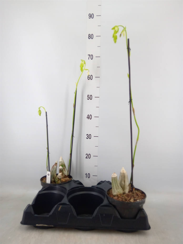 Горшечные цветы и растения оптом Orchideeen   ... от 2шт из Голландии с доставкой по России