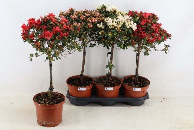 Горшечные цветы и растения оптом Rhodo Ov от 3шт из Голландии с доставкой по России