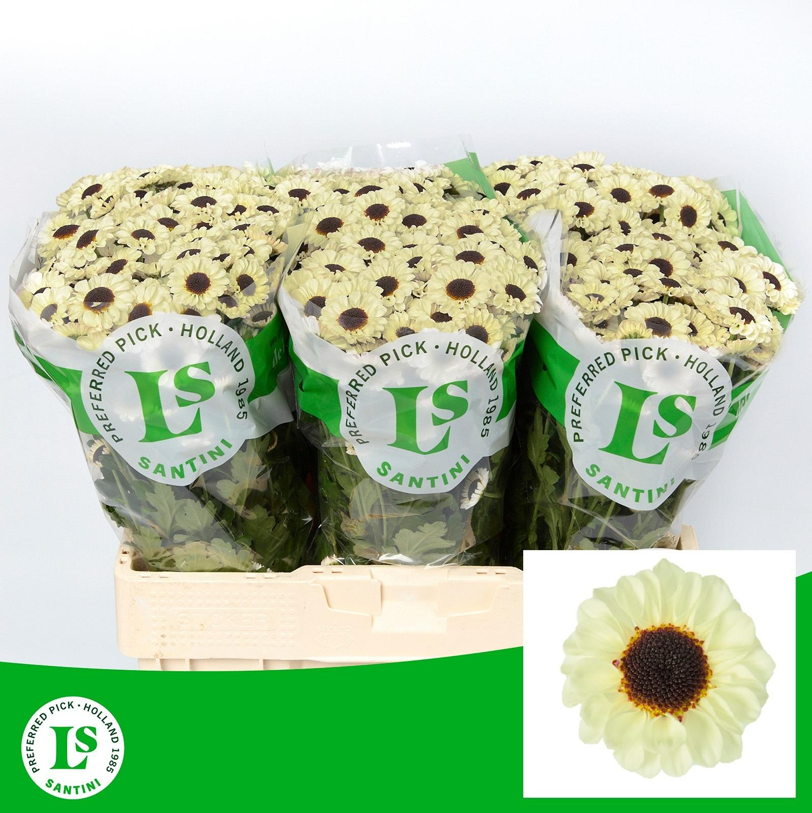 Срезанные цветы оптом Chrys sa patrese cream от 75шт из Голландии с доставкой по России