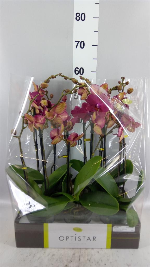 Горшечные цветы и растения оптом Phalaenopsis ...red от 6шт из Голландии с доставкой по России