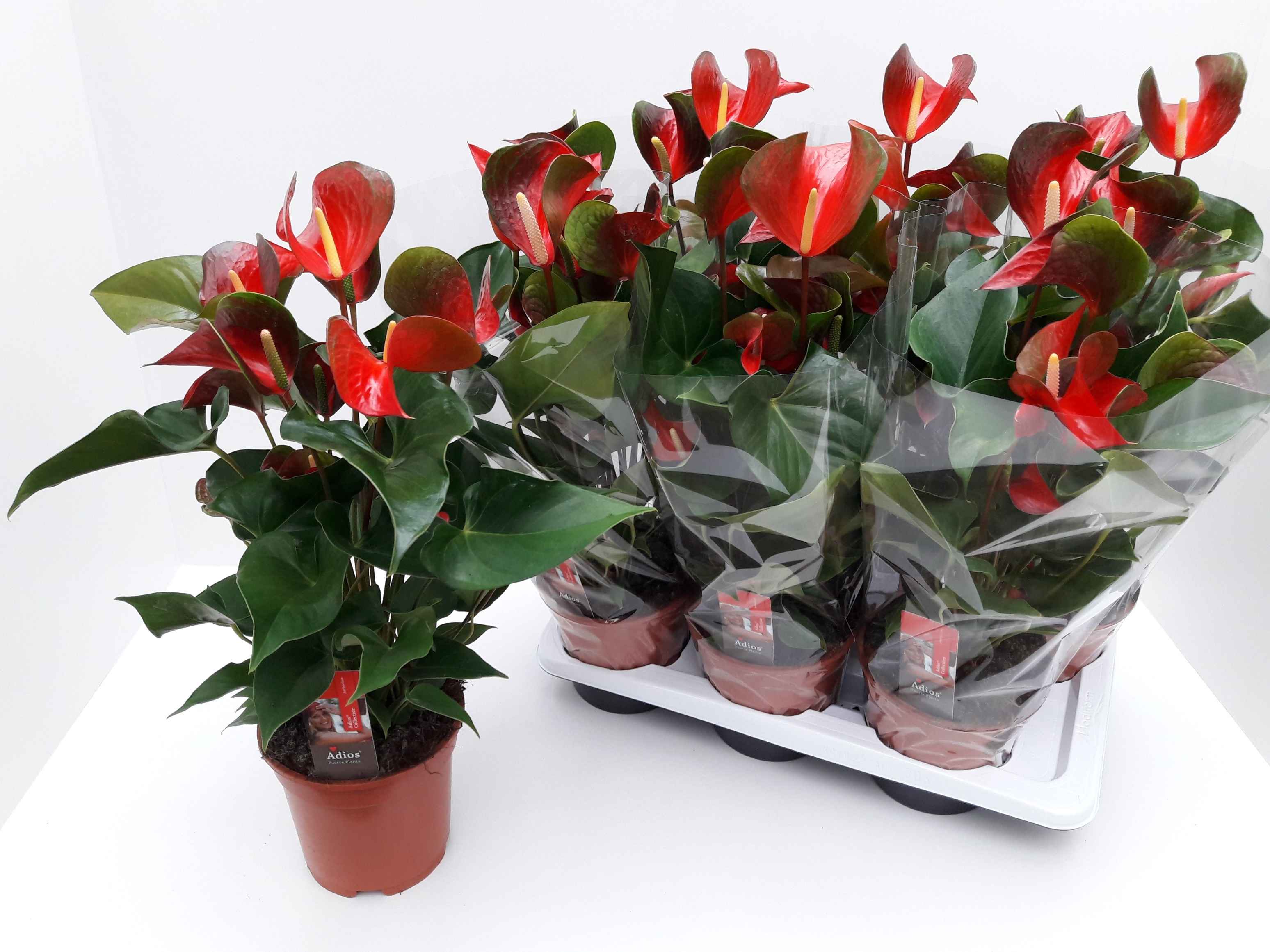Горшечные цветы и растения оптом Anthu Dynamite Red от 6шт из Голландии с доставкой по России