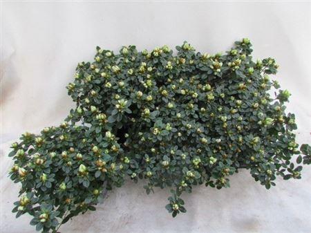 Горшечные цветы и растения оптом Rhodo Si Weisse Sach от 6шт из Голландии с доставкой по России