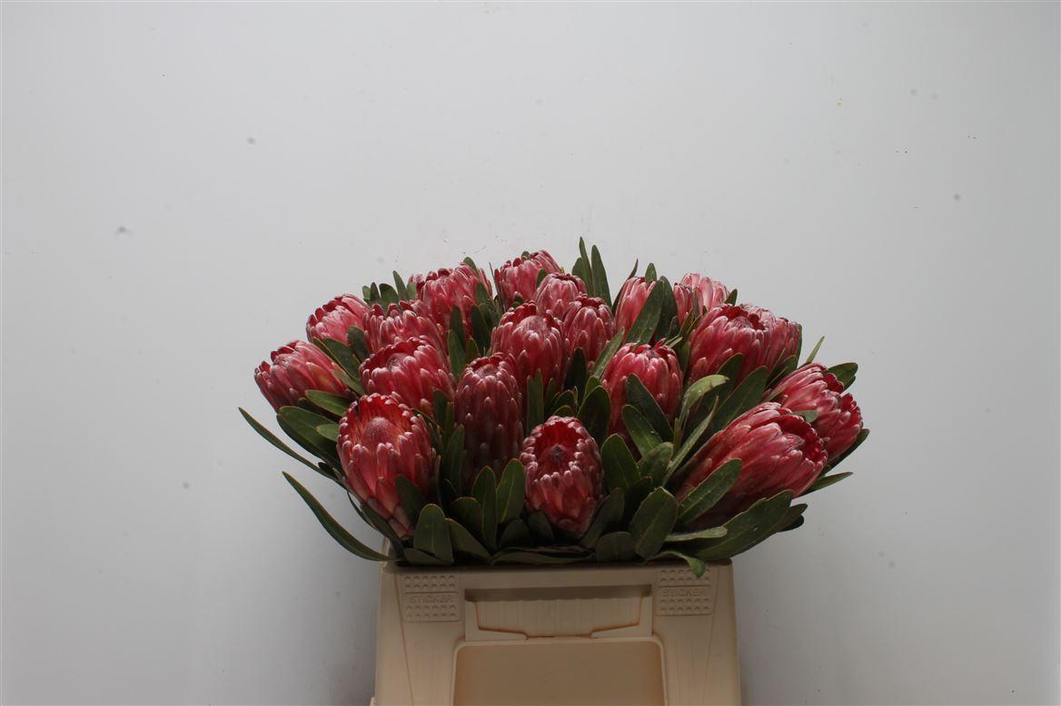 Срезанные цветы оптом Protea lancelot от 20шт из Голландии с доставкой по России