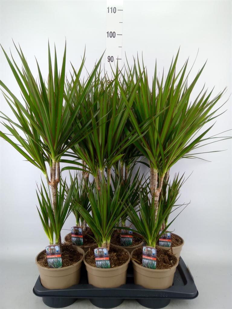 Горшечные цветы и растения оптом Dracaena Marg. от 6шт из Голландии с доставкой по России
