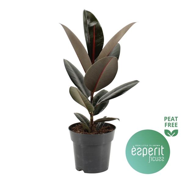 Горшечные цветы и растения оптом Ficus El Abidjan от 6шт из Голландии с доставкой по России