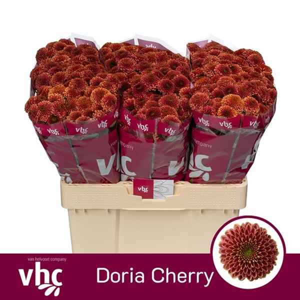 Срезанные цветы оптом Chrys sa doria cherry от 75шт из Голландии с доставкой по России