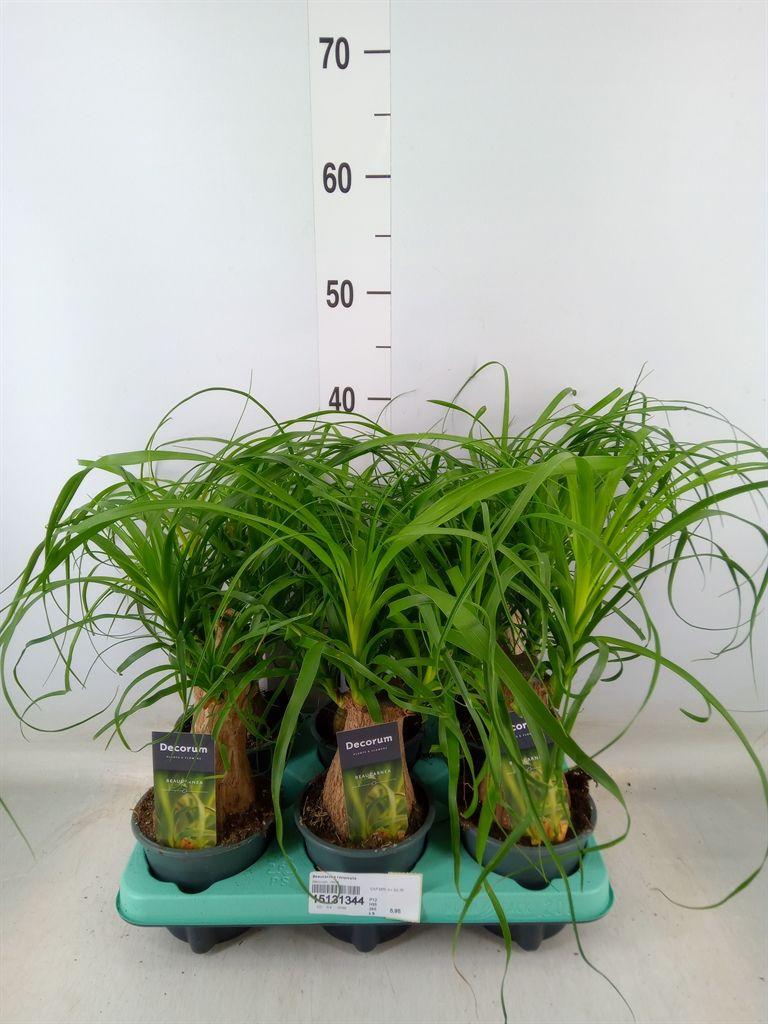 Горшечные цветы и растения оптом Beaucarnea Recht 12 Cm In Carly (ne от 6шт из Голландии с доставкой по России