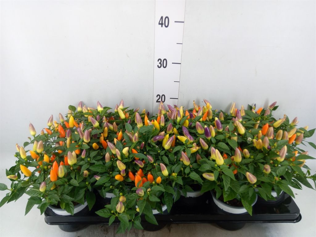 Горшечные цветы и растения оптом Capsicum Sombrero Multicolor от 12шт из Голландии с доставкой по России