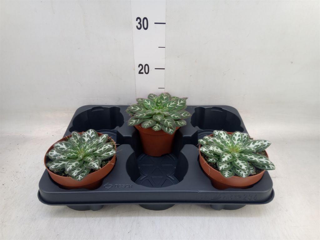 Горшечные цветы и растения оптом Planten   ...green L% от 3шт из Голландии с доставкой по России