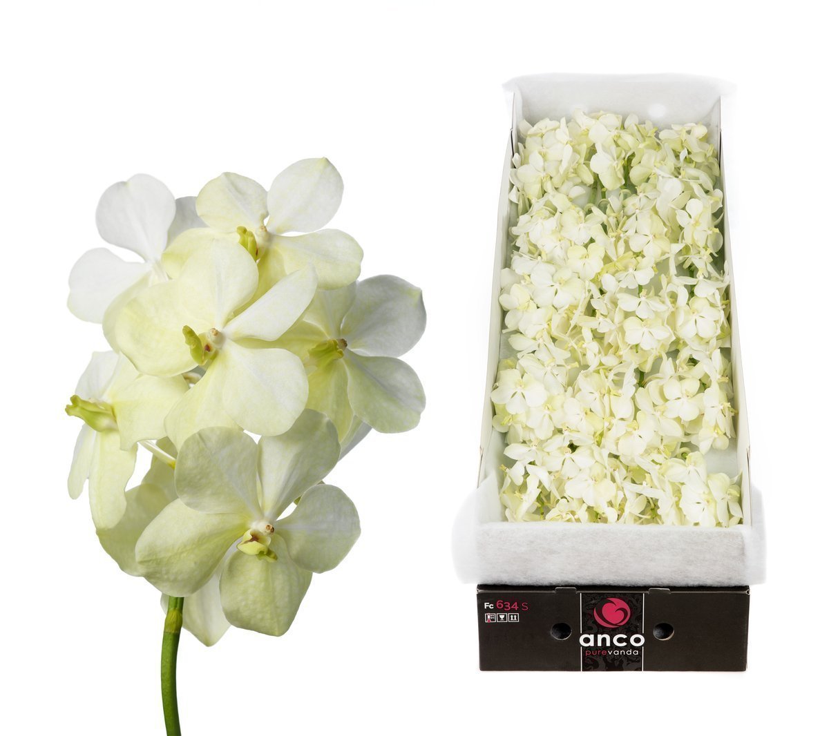 Срезанные цветы оптом Vanda tayanee white per stem от 5шт. из Голландии с доставкой по России