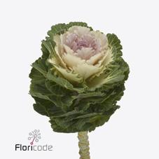 Срезанные цветы оптом Brassica empire arina от 30шт из Голландии с доставкой по России