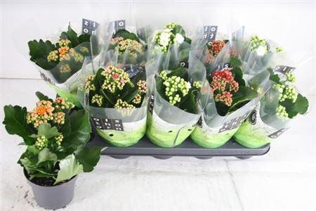 Горшечные цветы и растения оптом Kal Ge Gem 4 Kl от 10шт из Голландии с доставкой по России