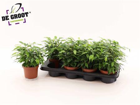 Горшечные цветы и растения оптом Ficus Be Green Kinky от 8шт из Голландии с доставкой по России