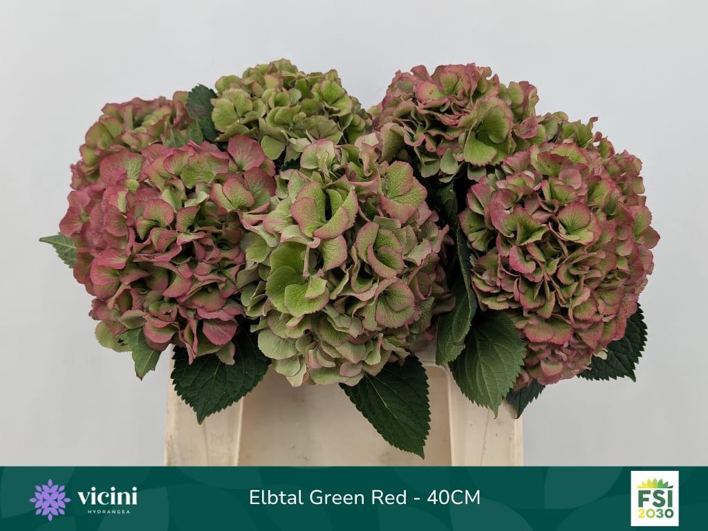 Срезанные цветы оптом Hydrangea elbtal classic от 10шт из Голландии с доставкой по России