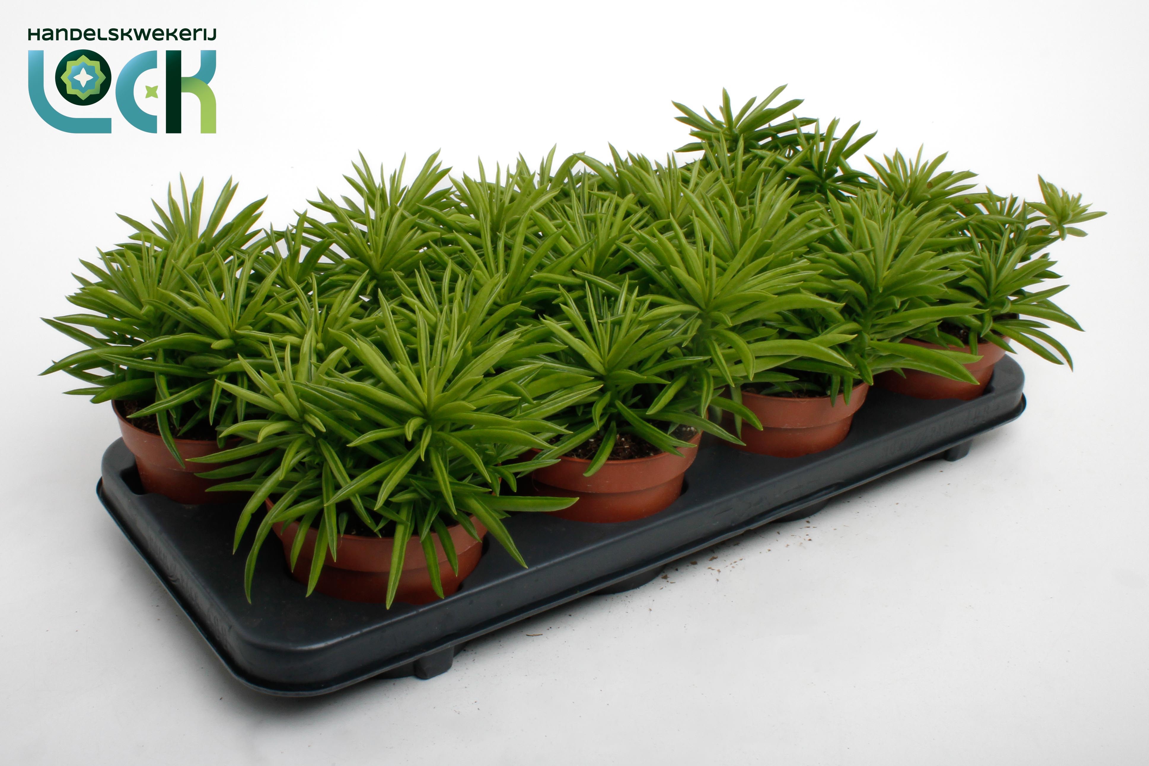 Горшечные цветы и растения оптом Peperomia Sweet Spark от 8шт из Голландии с доставкой по России