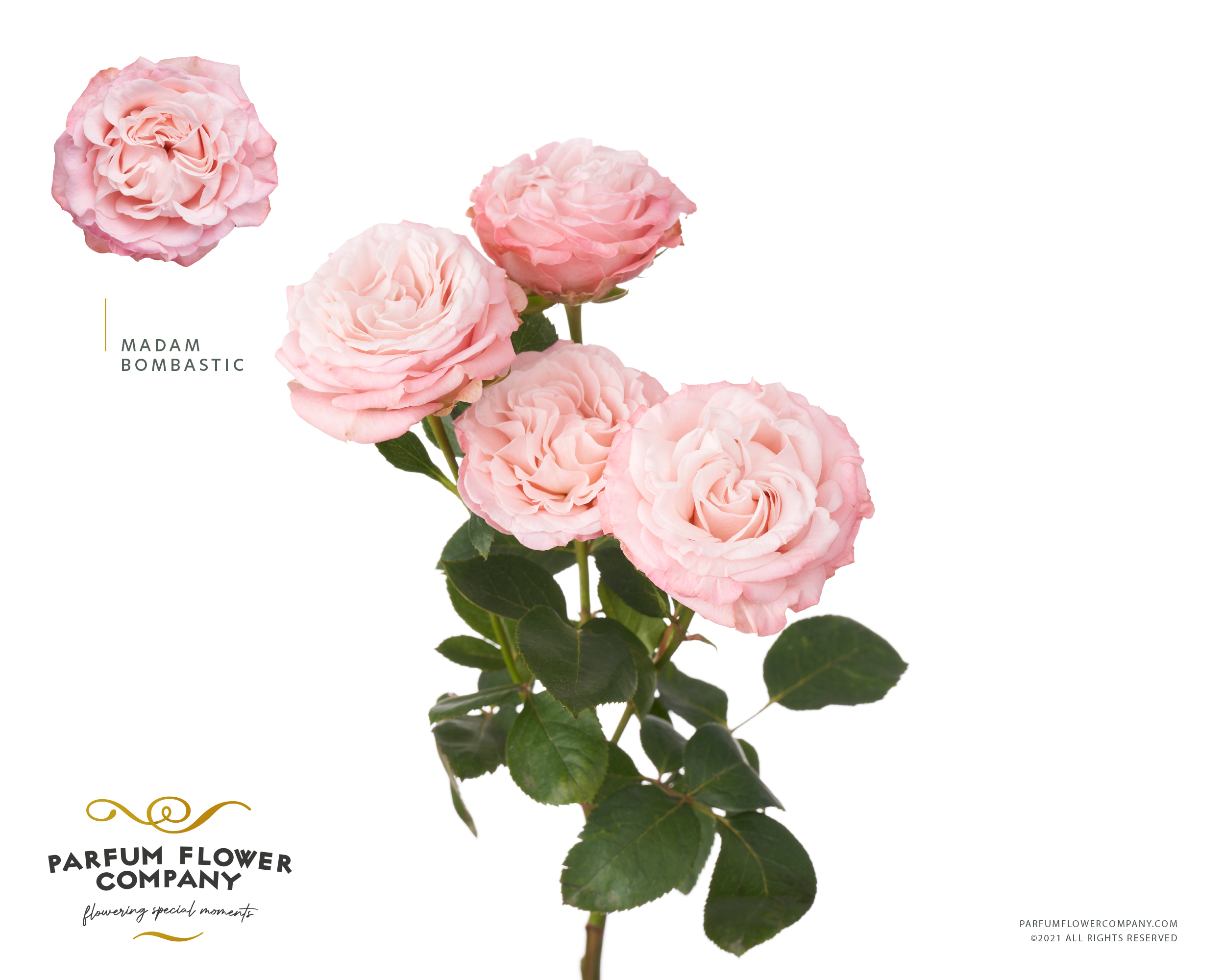 Срезанные цветы оптом Rosa spray madam bombastic от 12шт из Голландии с доставкой по России