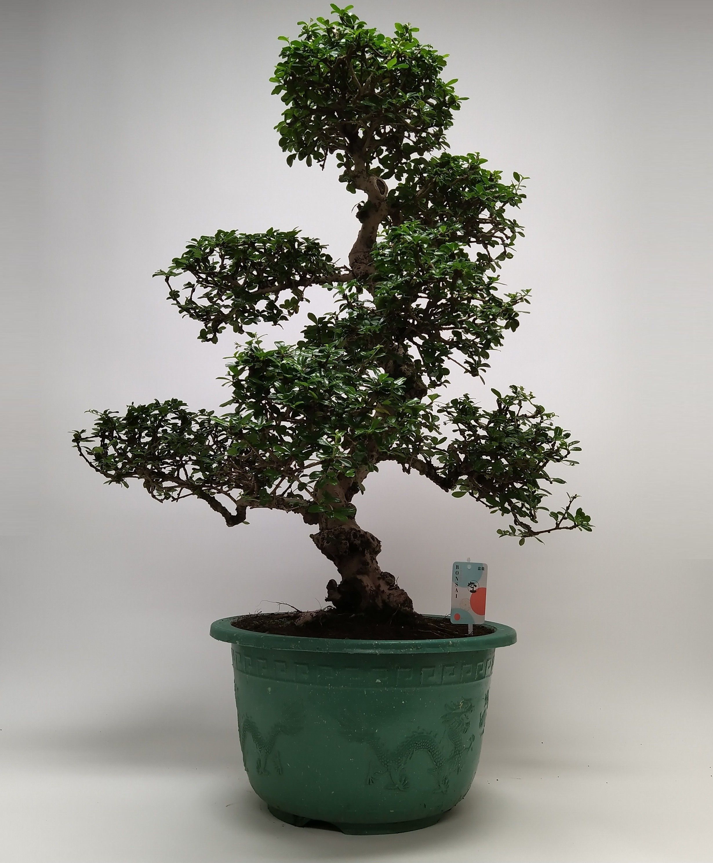 Горшечные цветы и растения оптом Bonsai Carmona S-shape In Pot от 1шт из Голландии с доставкой по России