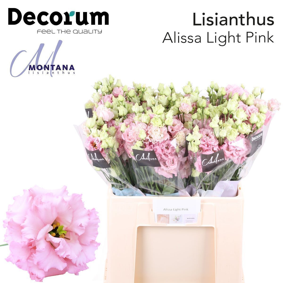 Срезанные цветы оптом Lisianthus do alissa light pink от 50шт из Голландии с доставкой по России