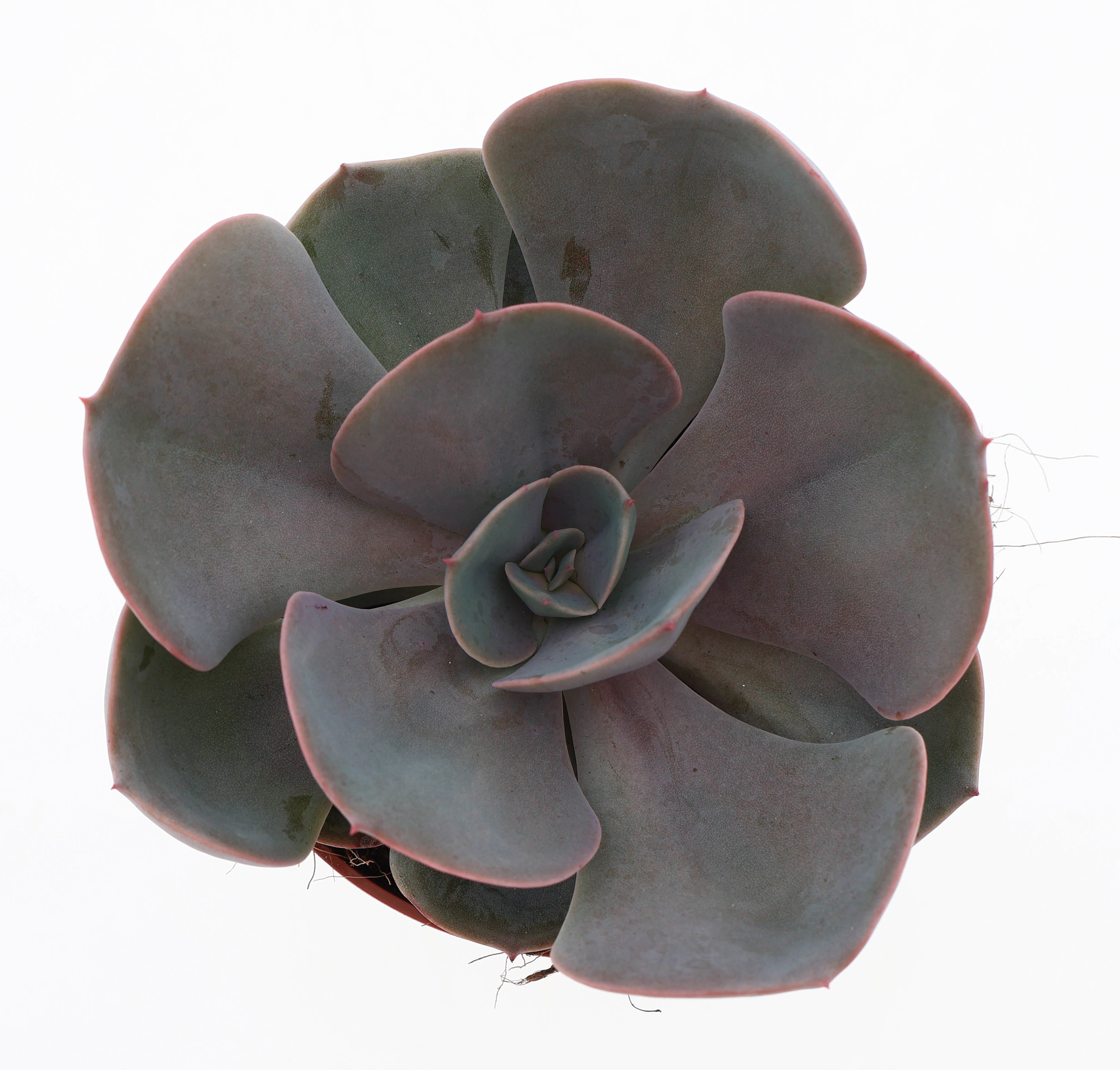 Горшечные цветы и растения оптом Echeveria Perle Von Nurnberg от 8шт из Голландии с доставкой по России