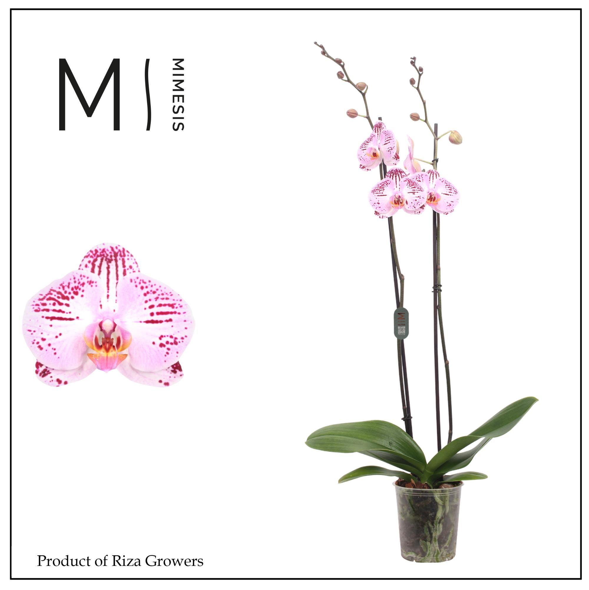 Горшечные цветы и растения оптом Phalaenopsis Cassie 2 Spike - 12cm | Mimesis от 10шт из Голландии с доставкой по России