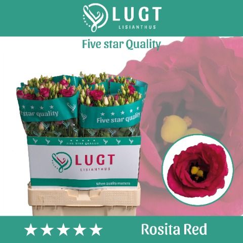 Срезанные цветы оптом Lisianthus do rosita red от 140шт. из Голландии с доставкой по России