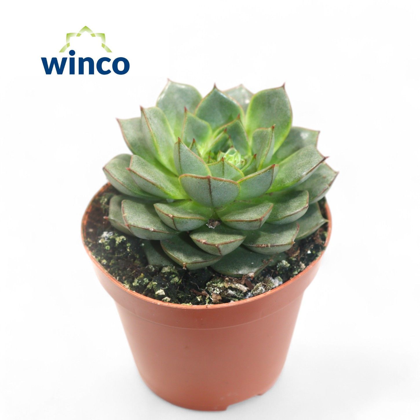 Горшечные цветы и растения оптом Echeveria Fabiola от 18шт (для телеги) из Голландии с доставкой по России