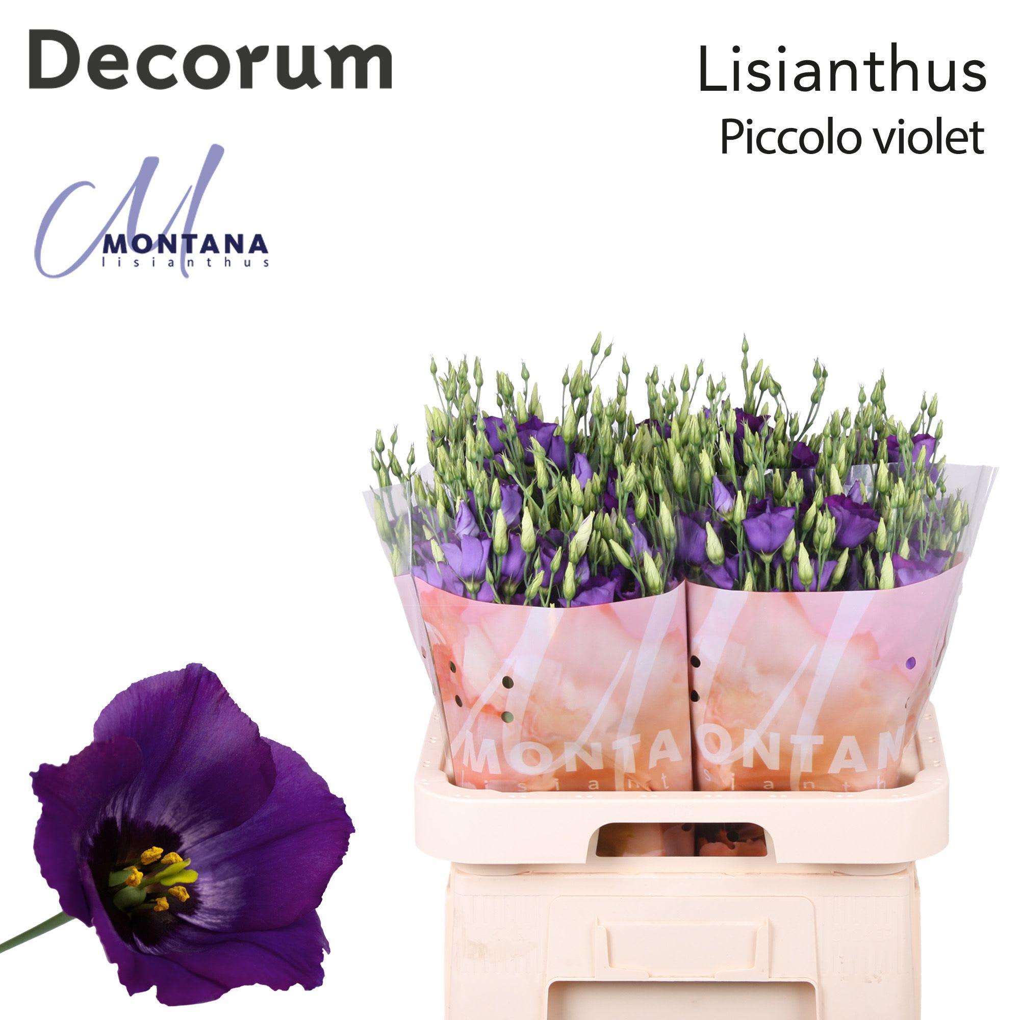 Срезанные цветы оптом Lisianthus si piccolo violet от 40шт.. из Голландии с доставкой по России