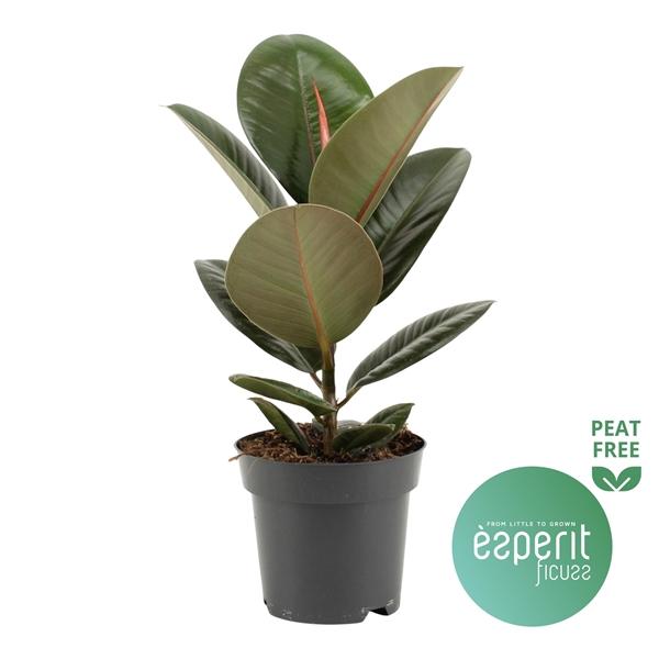 Горшечные цветы и растения оптом Ficus El Robusta от 8шт из Голландии с доставкой по России