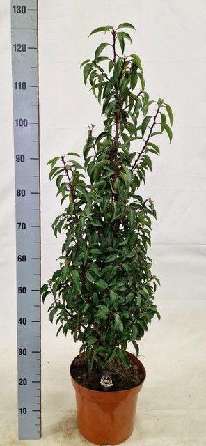 Горшечные цветы и растения оптом Prun Lu Angustifoli от 1шт из Голландии с доставкой по России