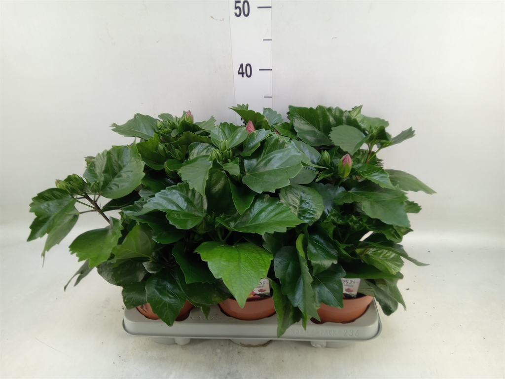 Горшечные цветы и растения оптом Hibiscus Rosa-sin.   ... от 6шт из Голландии с доставкой по России