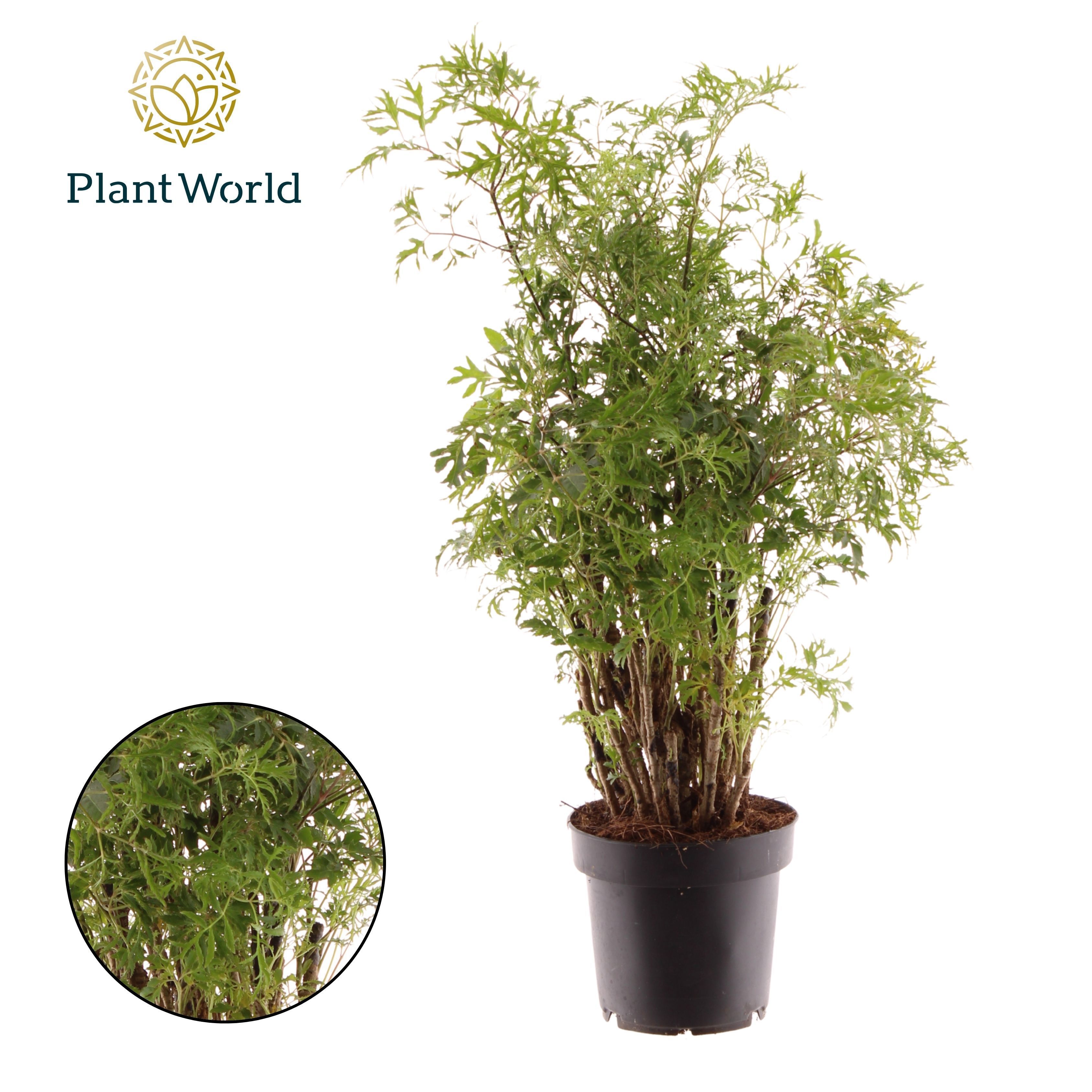 Горшечные цветы и растения оптом Polyscias Hawaiiana Ming от 10шт из Голландии с доставкой по России