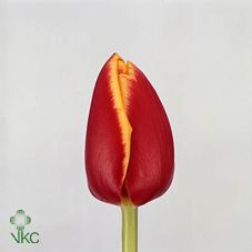 Срезанные цветы оптом Tulipa si denmark от 150шт из Голландии с доставкой по России