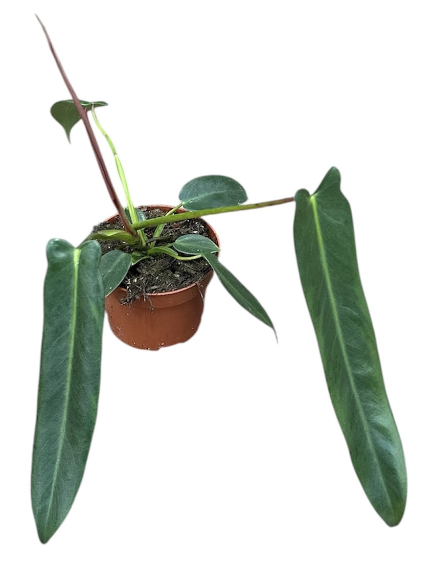 Горшечные цветы и растения оптом Philodendron Spiritus Sancti от 1шт из Голландии с доставкой по России