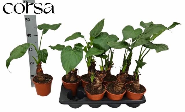 Горшечные цветы и растения оптом Aloc Cucullata от 8шт (для телеги) из Голландии с доставкой по России